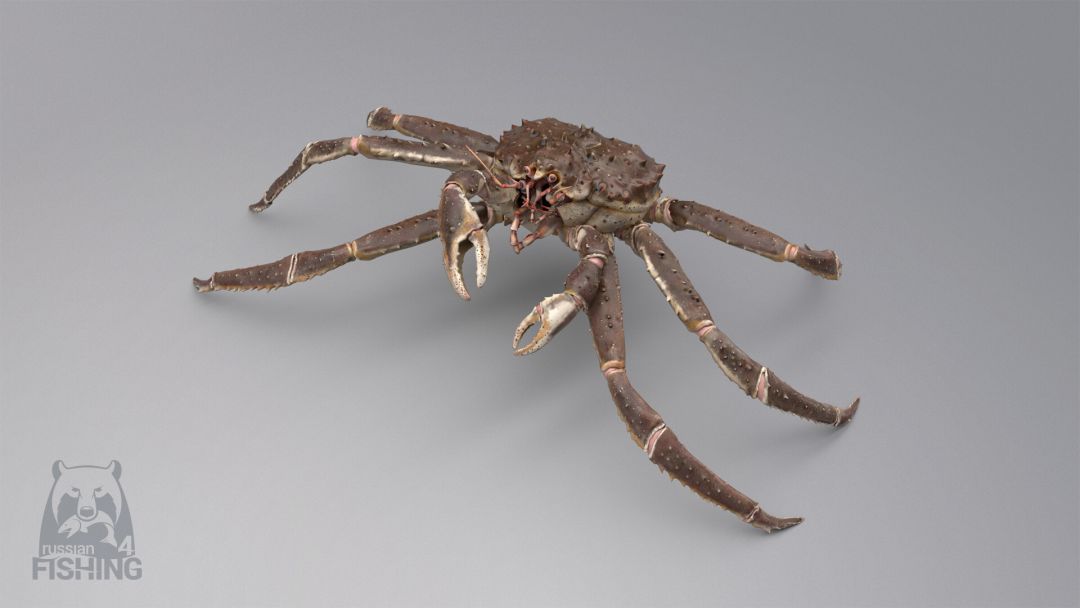 俄罗斯钓鱼 4游戏截图