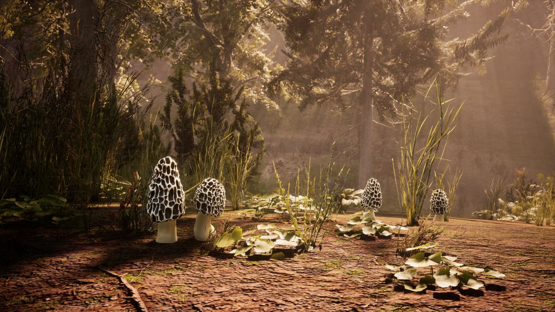 Morels: The Hunt游戏截图