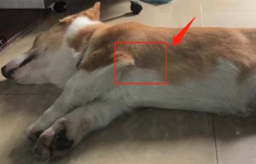 【版本预告】胖哒叔偷剪冬瓜毛，被迫爆新功能