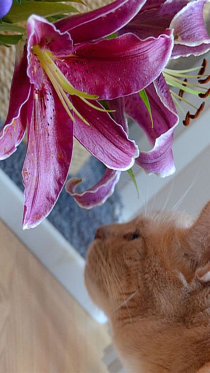 Aha-Experience Landscapes of the cat游戏截图