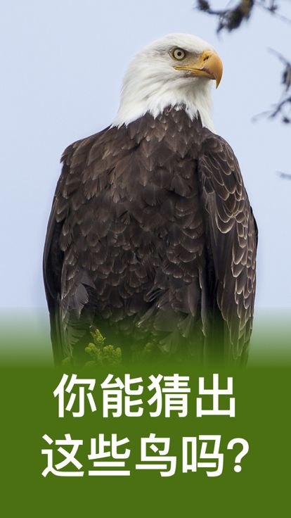 动物园之星 - 动物派对 - 动物模拟器 - 可爱游戏游戏截图