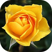 Fairytale Mosaics Beauty and Beast