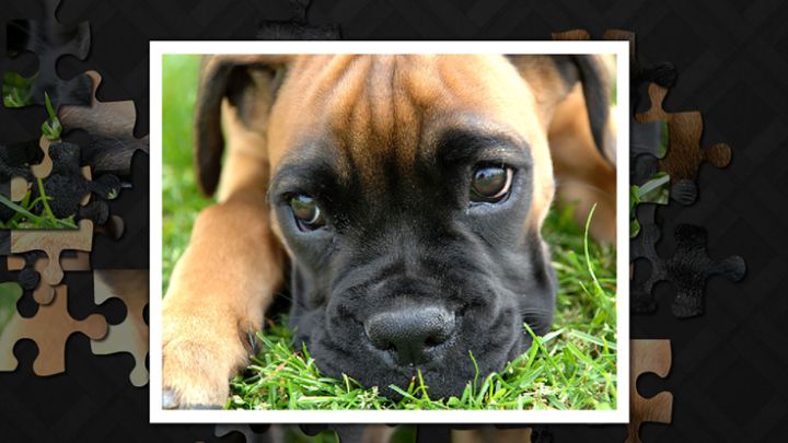 Puzzler Puppies游戏截图