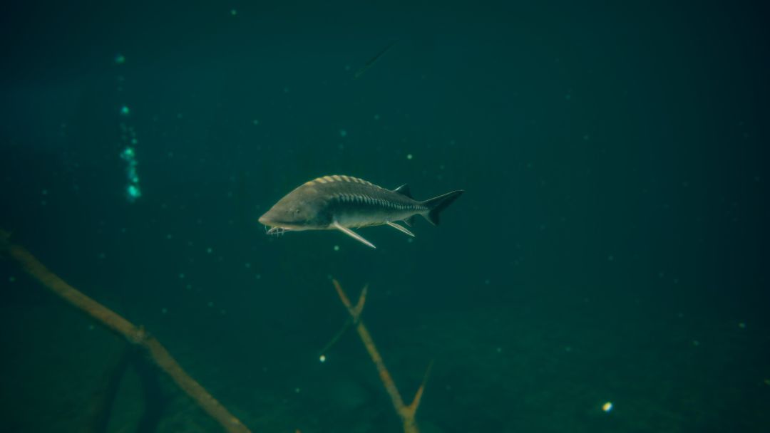 终极钓鱼模拟器2游戏截图