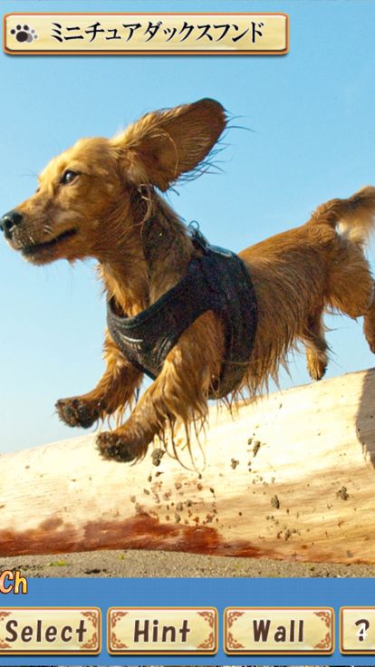 Brain Training - Aha dog picture book游戏截图