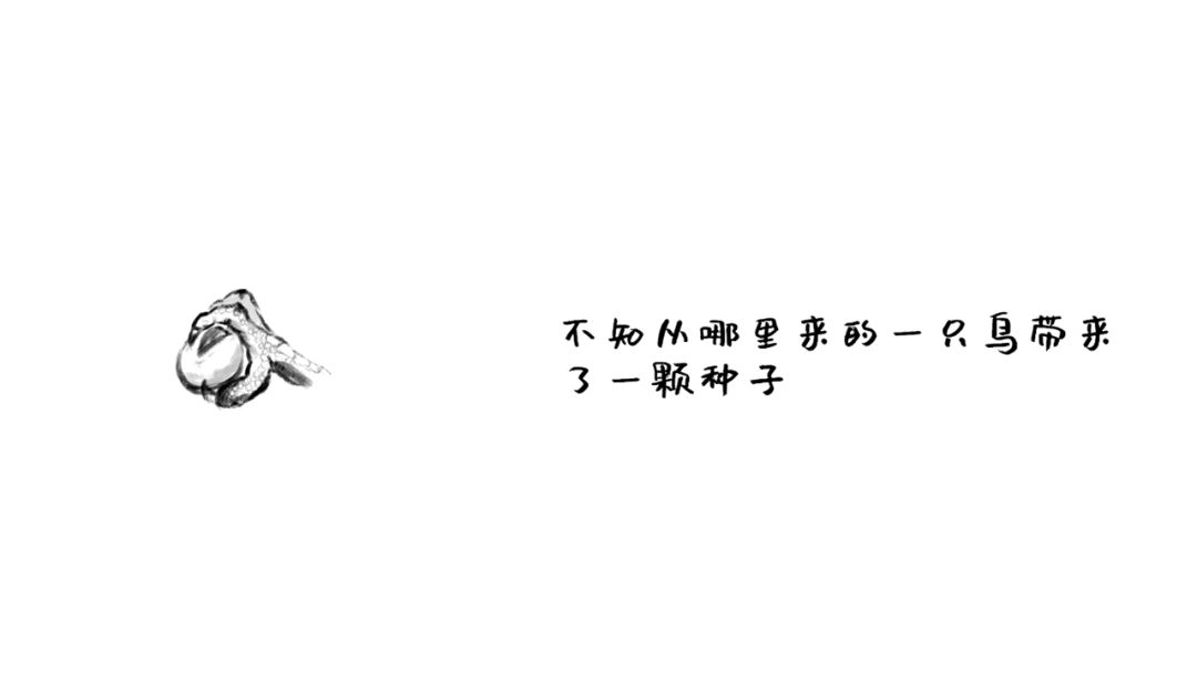 荒野灵植游戏截图