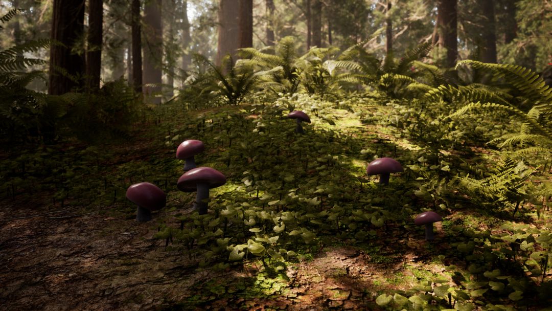 Morels: The Hunt游戏截图