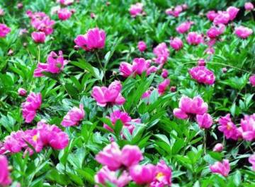 【火影情报室】纲手-花中之王牡丹花