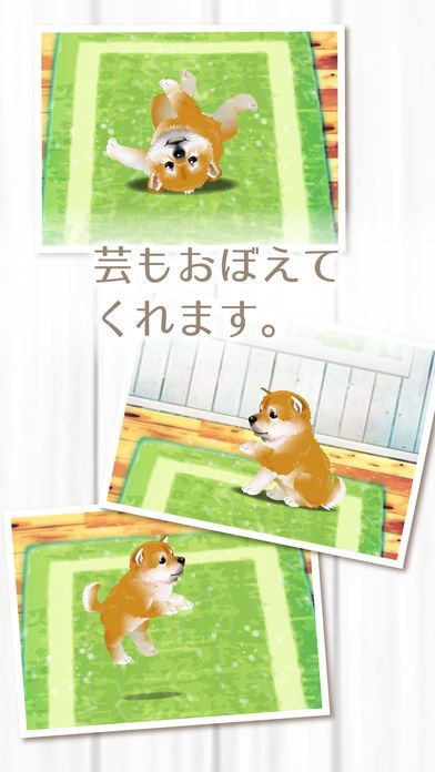 My Dog Life -Japanese Shiba Inu Edition-游戏截图
