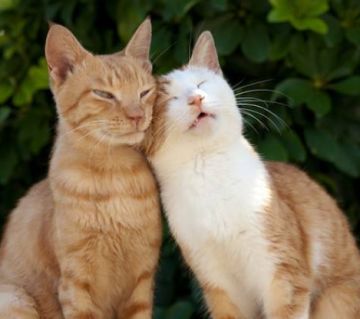 【秀恩爱晒图专场】5.20，甜蜜的狗粮来袭！