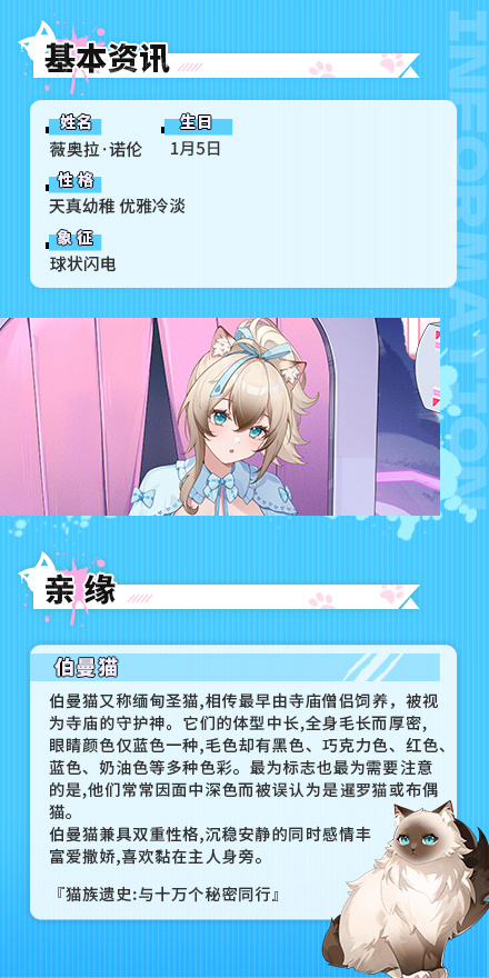 合约猫娘上新：伯曼猫登场