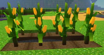 大鹅小课堂 | 玉米还能长成这样？也太奇葩了吧！