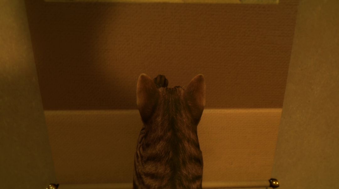 猫还在逃吗？游戏截图