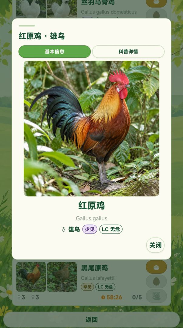 今天孵什么鸟游戏截图