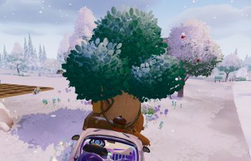 1月28日溜溜木位置