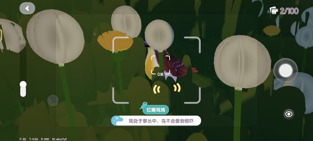 红喉鸡鸠 2