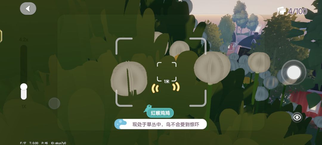 红喉鸡鸠 3