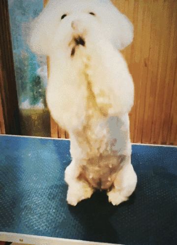 2018，衰狗赶走！2019，不做舔狗！