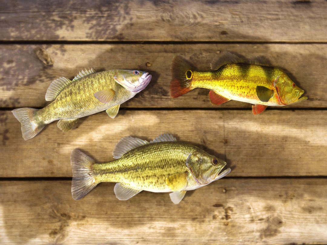 Fishing Planet游戏截图