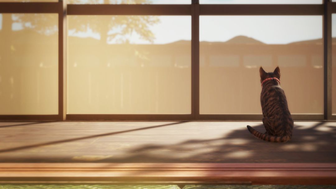 猫还在逃吗？游戏截图