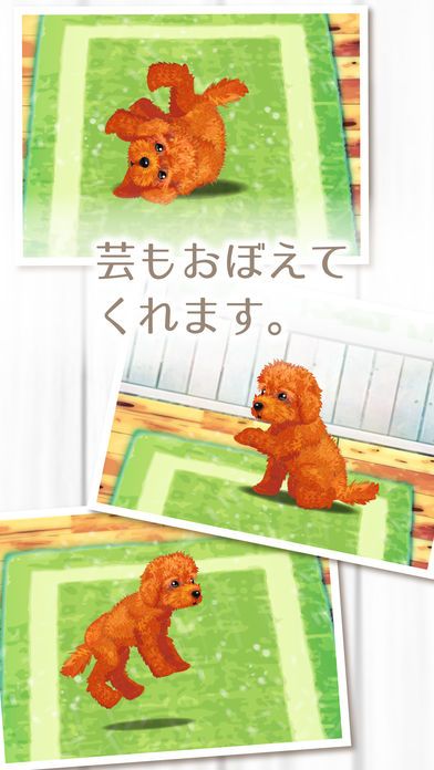 My Dog Life -Toy Poodle Edition-游戏截图