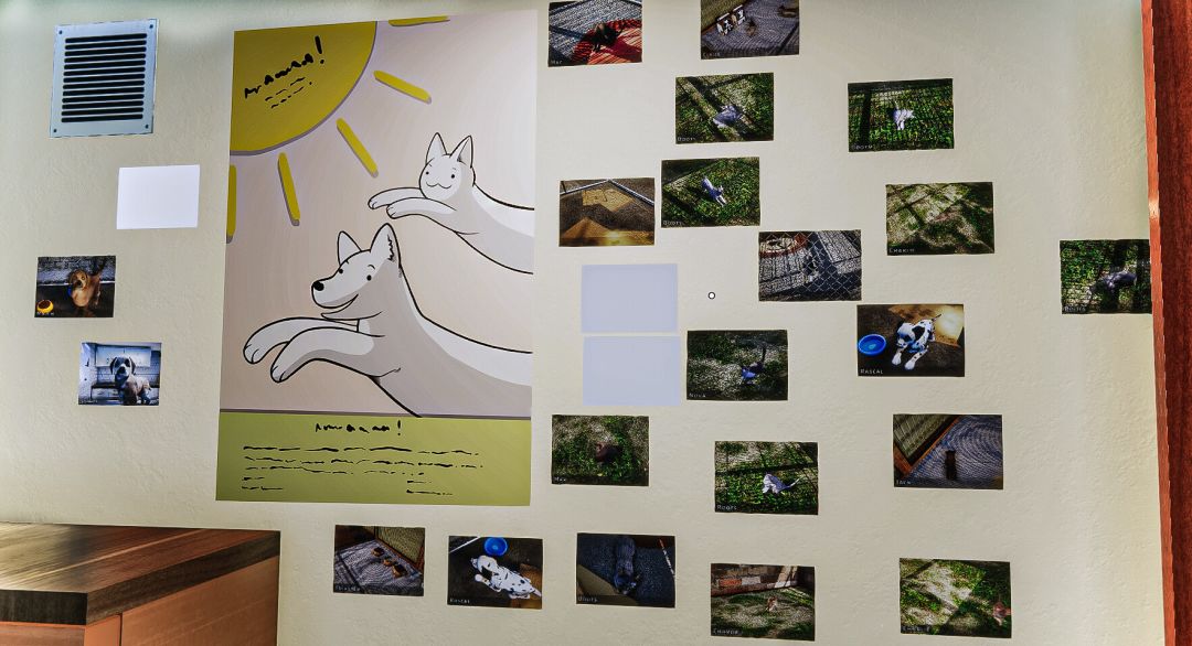 动物收容所游戏截图