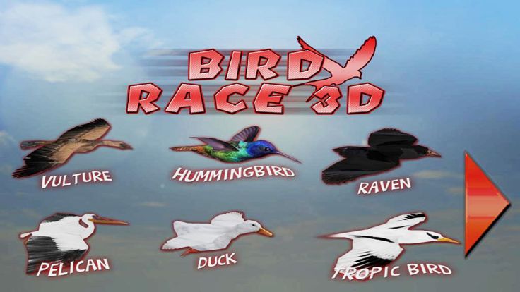 Bird Race 3D游戏截图