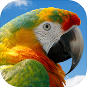 Birds Quiz and Learnicon