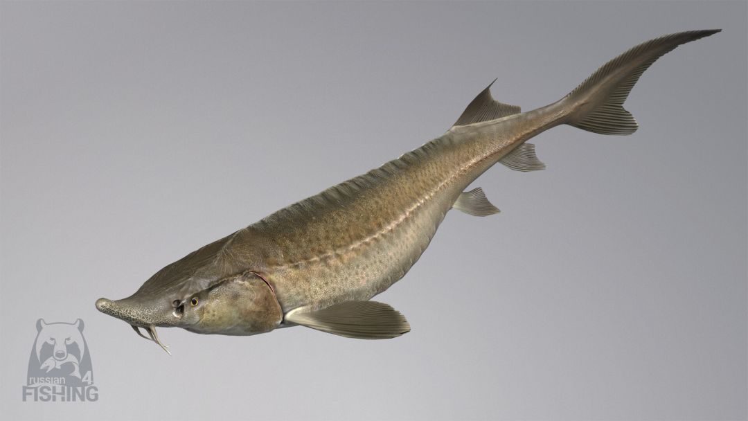 俄罗斯钓鱼 4游戏截图