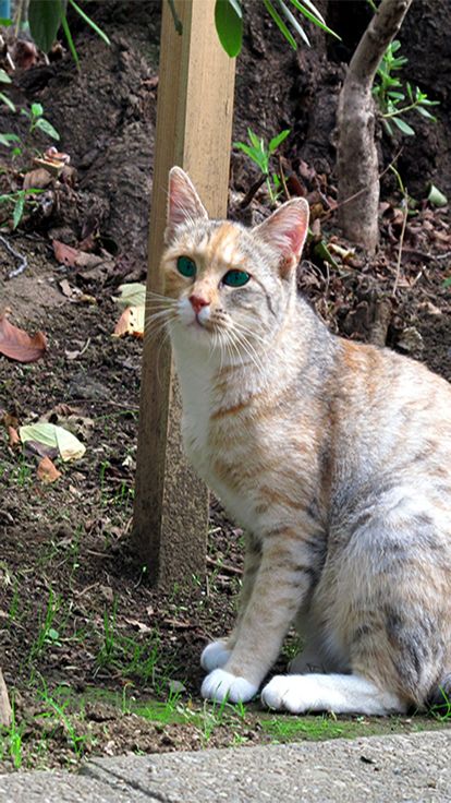 Aha-Experience Landscapes of the cat游戏截图