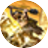 ELDERBORNicon