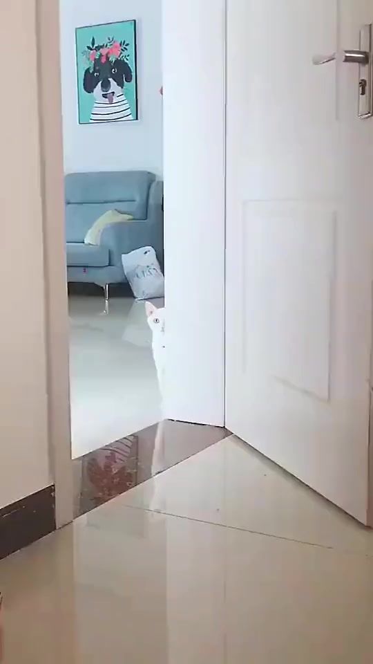 video-2314773