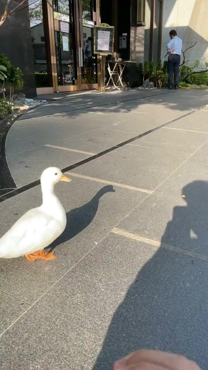 video-2502889