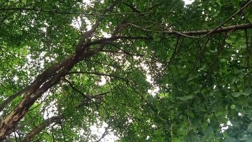 太阳雨天的石榴树和银杏