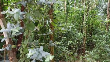 家门口的桉树和竹林