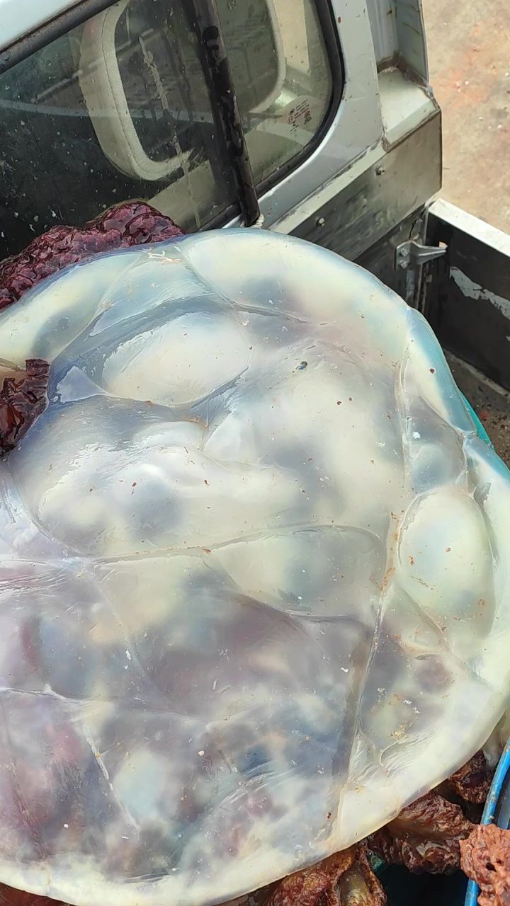 一起云摸水月截图