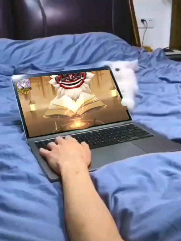 能出金的电脑和猫猫哪个重要?截图