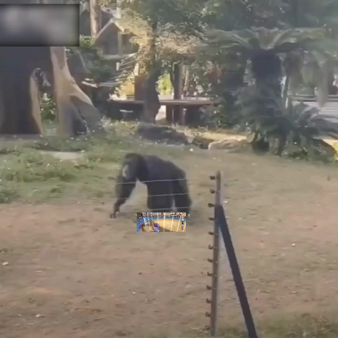 video-3762135