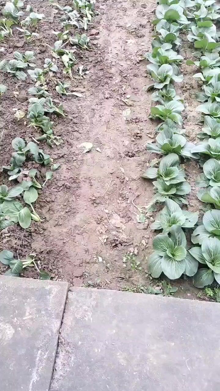 菜园子截图