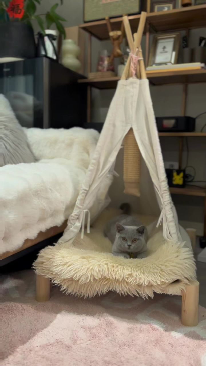 猫咪截图