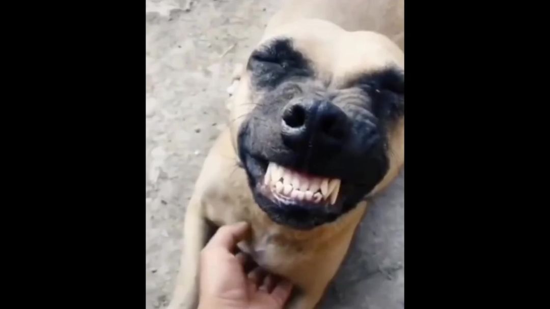 video-4004514