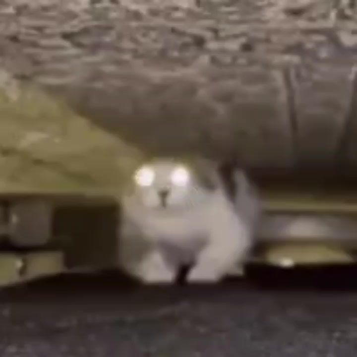 video-4032686