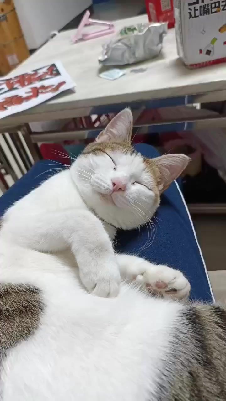 丢一下我家猫猫截图
