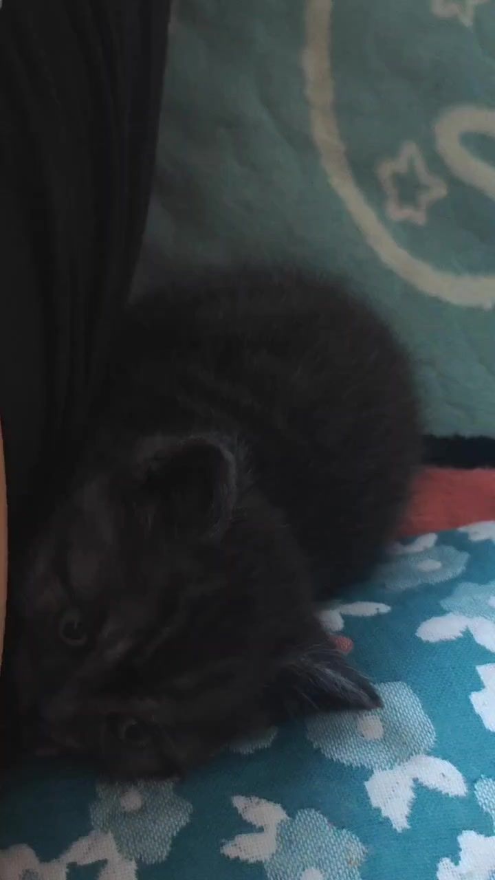 猫咪和汤截图