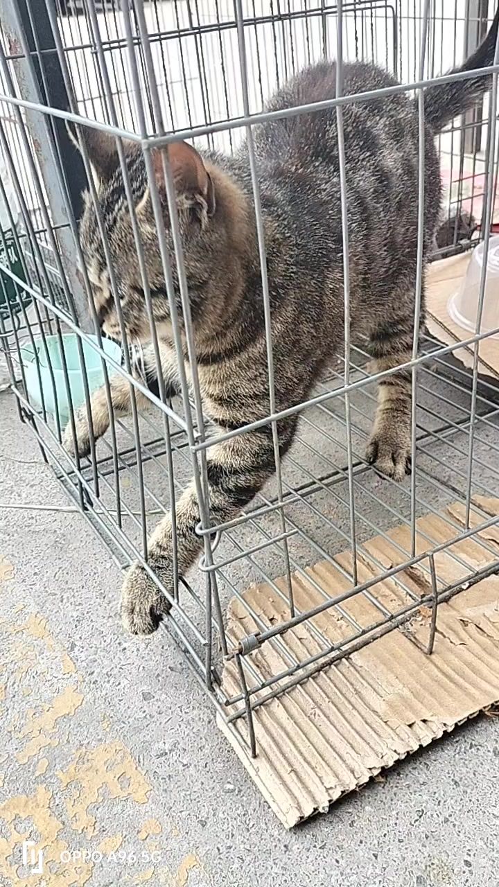 医院楼下拍的，好可爱🐈截图
