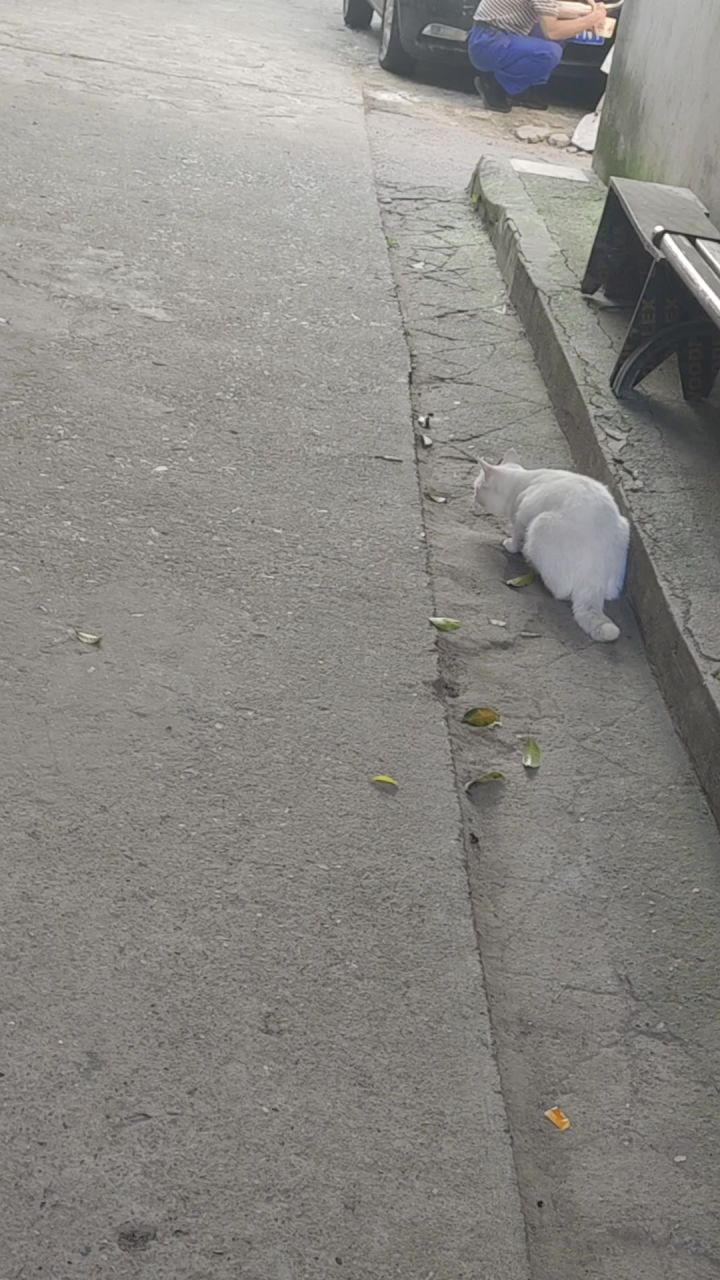 活动分享第三天 溜猫截图