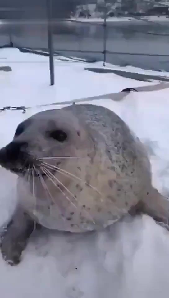 video-4149040