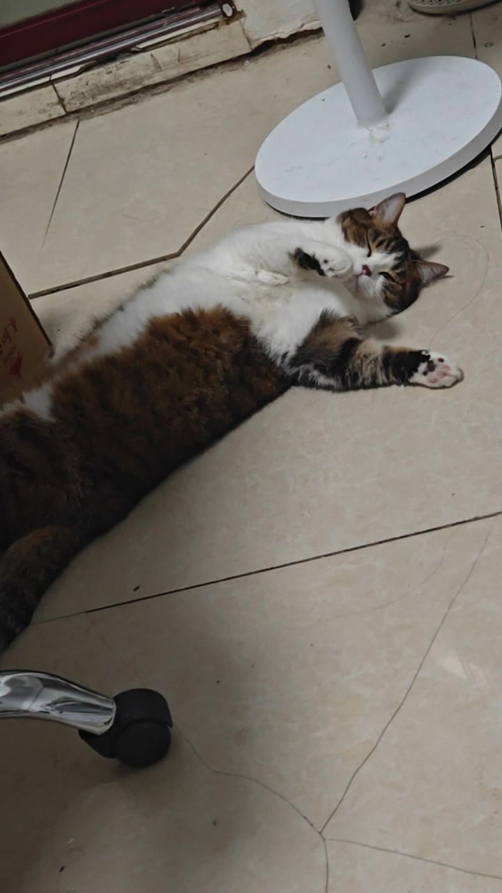 剑网三宠物猫截图