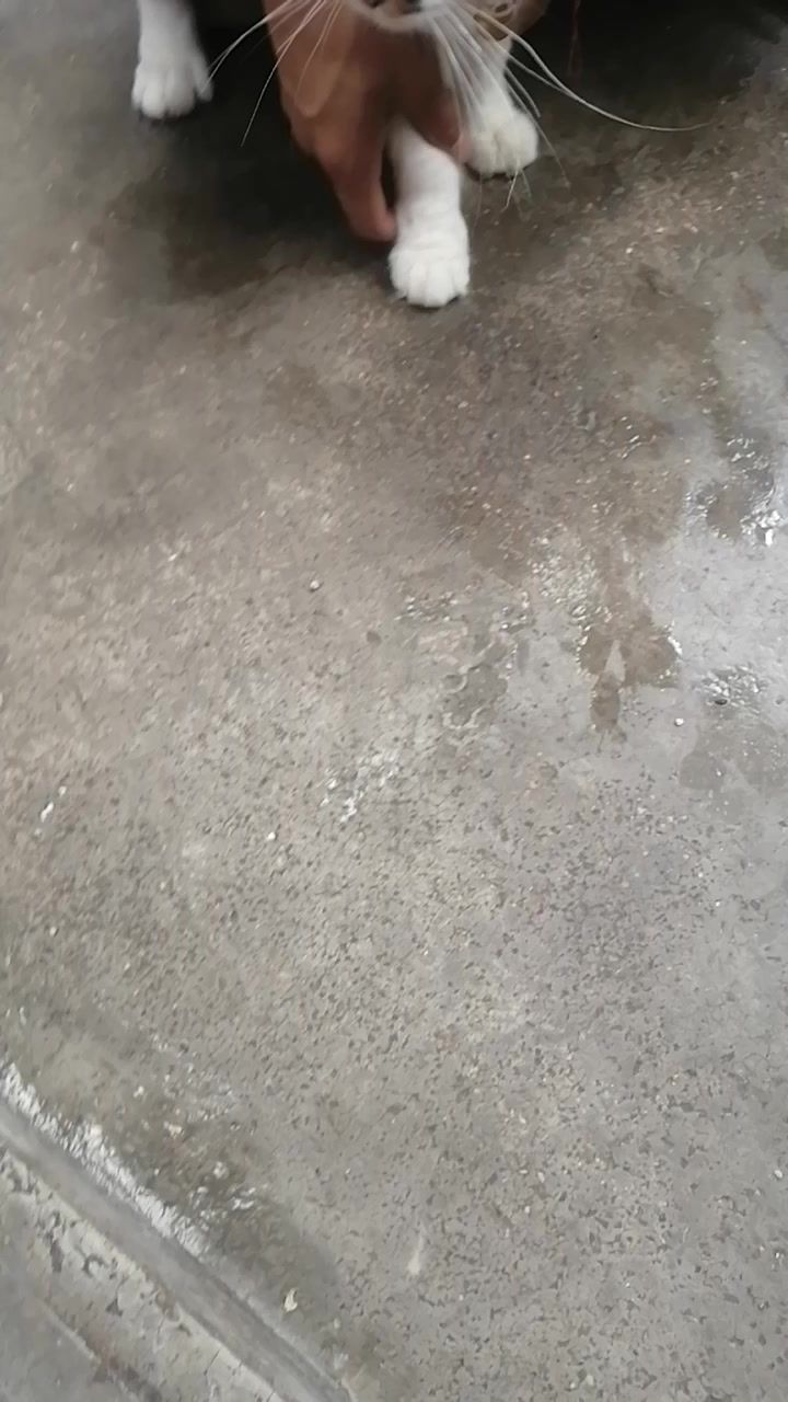video-4158513