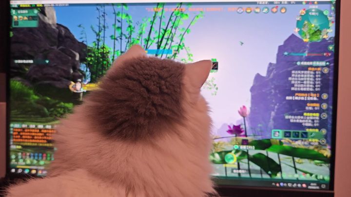 小猫咪也在认真做端午任务呢截图